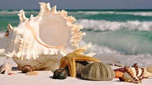 shells